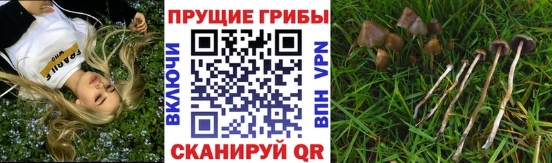 где найти наркотики  Кизилюрт  kraken ONION  Галлюциногенные грибы GOLDEN TEACHER 
