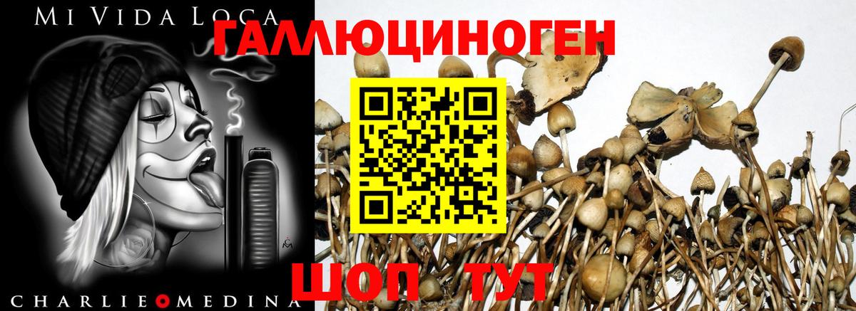 Псилоцибиновые грибы прущие грибы Кизилюрт